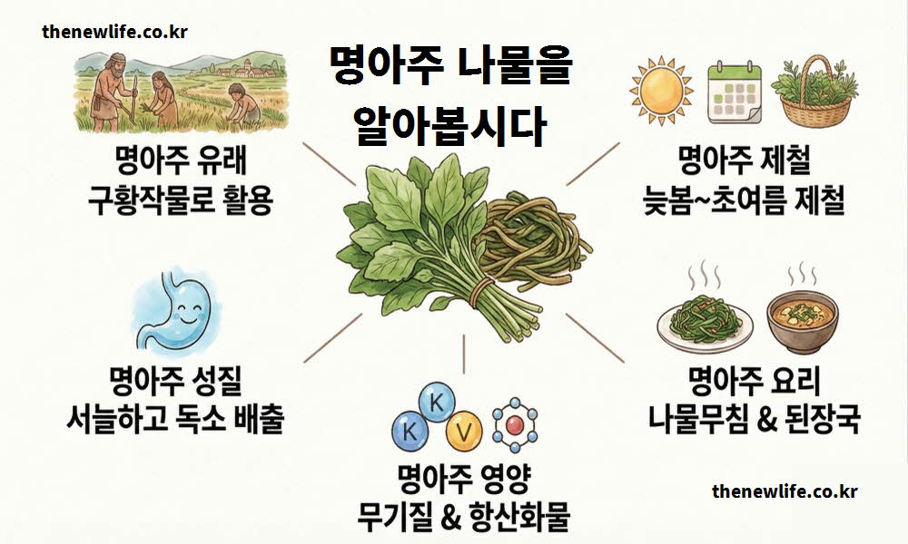 명아주 나물 효능 유래 기원