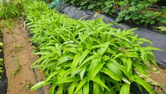 공심채 재배 여름 재배 물 충분 배수 필수_6