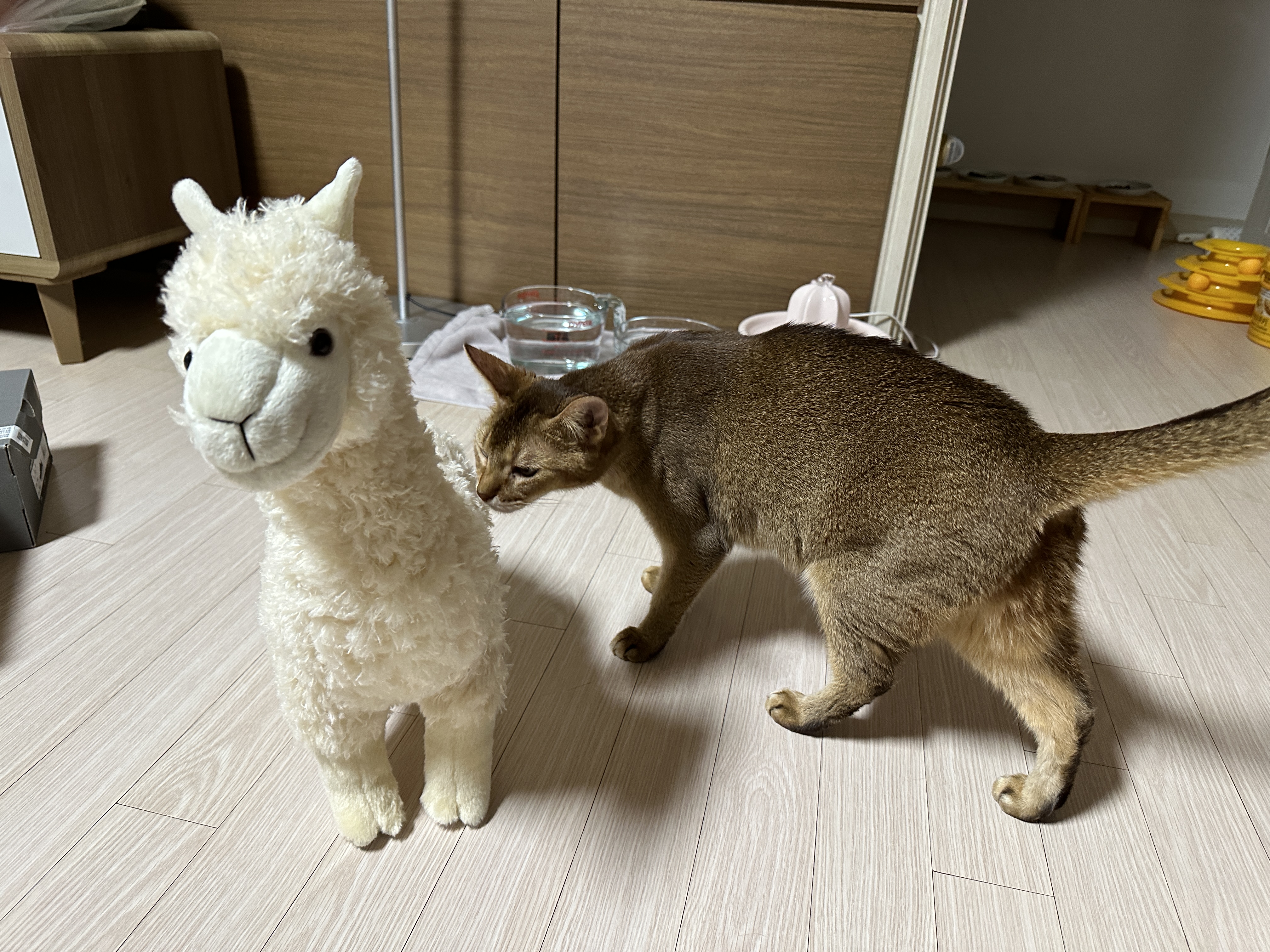 귀여운-라마-친구를-데려왔더니-고양이들-반응이..-(feat.-라마-친구의-아홉냥이네-입성기)