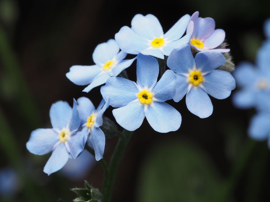 A detailed shot of delicate blue forget-me-not flowers with a blurred background, showcasing natural beauty.