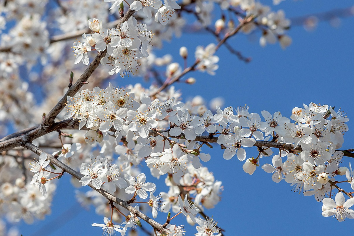 가평 아침고요수목원 봄꽃페스타