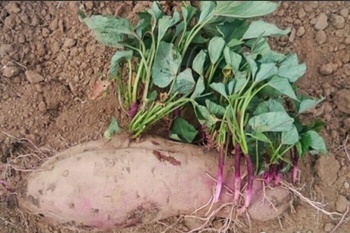 고구마 재배 쉬워요! 준비/모종/이식/관리