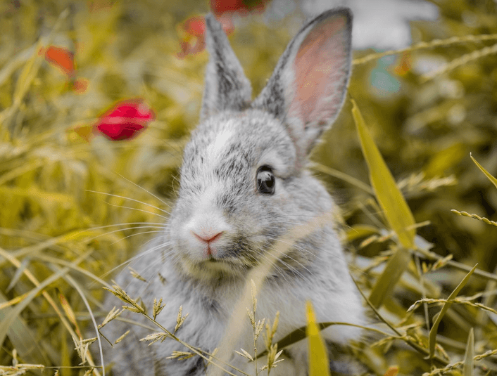 1987년 토끼띠 운세