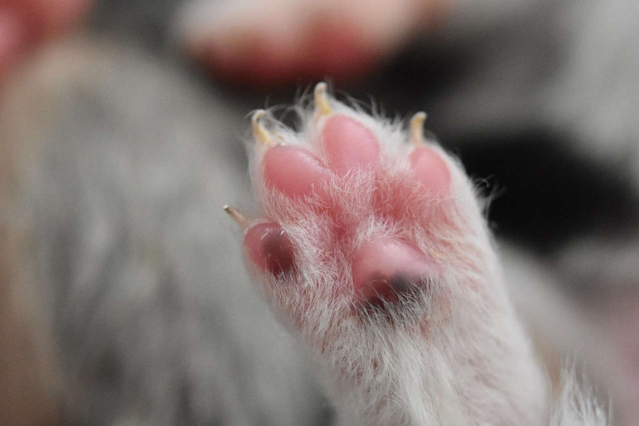 2025년 반려동물관리사 온라인 수강 무료로 시작하는 법!