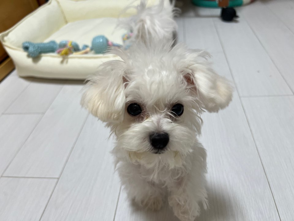 출근할 때 울던 구루미 모습