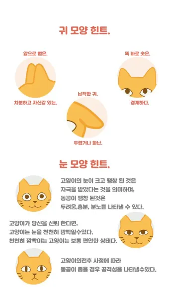 고양이 행동 분석 교정 언어 의미_15