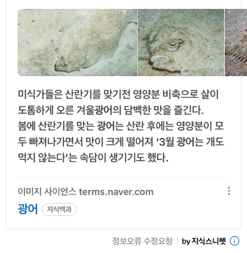 3월 광어, 광어 제철