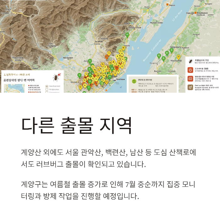 계양산 러브버그 출몰 시기