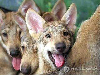 대전 오월드 늑대 늑구 탈출 원인 암컷 드론 생포