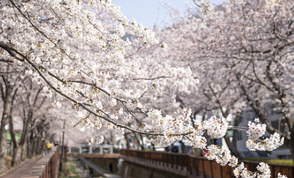 벚꽃 개화시기 2025