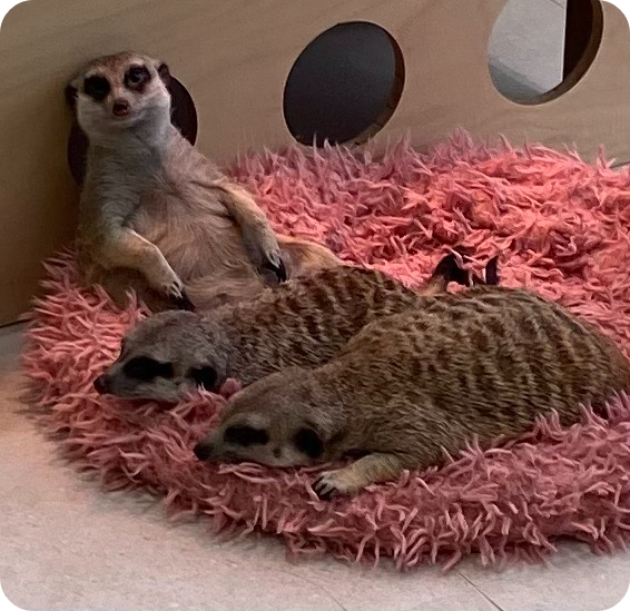 부산 실내 동물원 마리앤쥬 - 아이와 가볼만한 곳