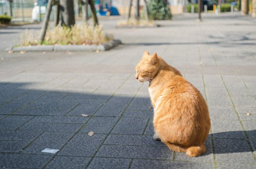 햇볕을 쬐는 고양이.