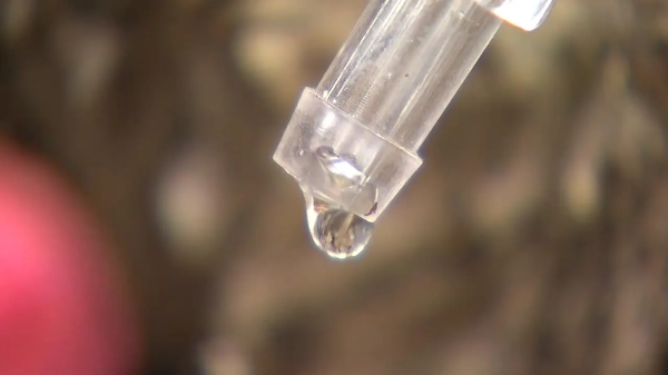 고로쇠물 보관법과 유통기한