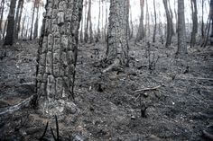 불타는 산 꿈 해몽풀이 [무료 꿈해몽]