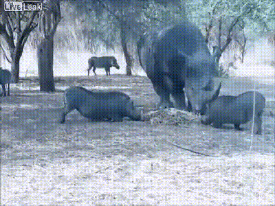 코뿔소가 싸우는 장면