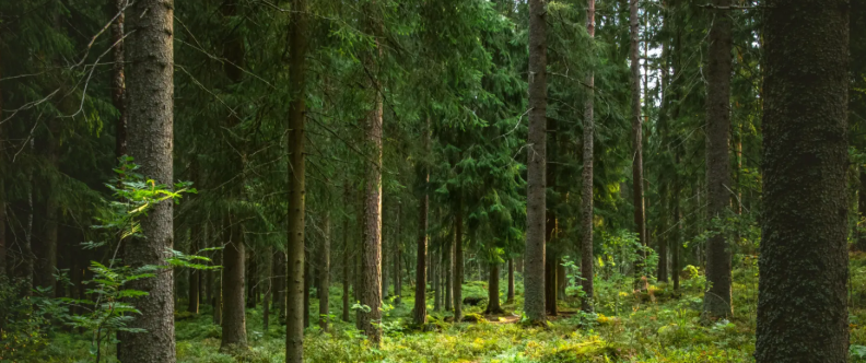북유럽 음악 속에 담긴 고독의 미학