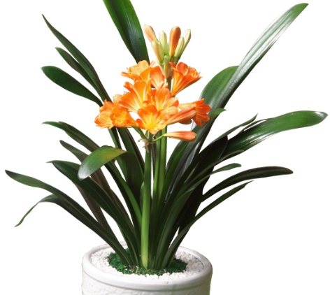 겨울 꽃 군자란