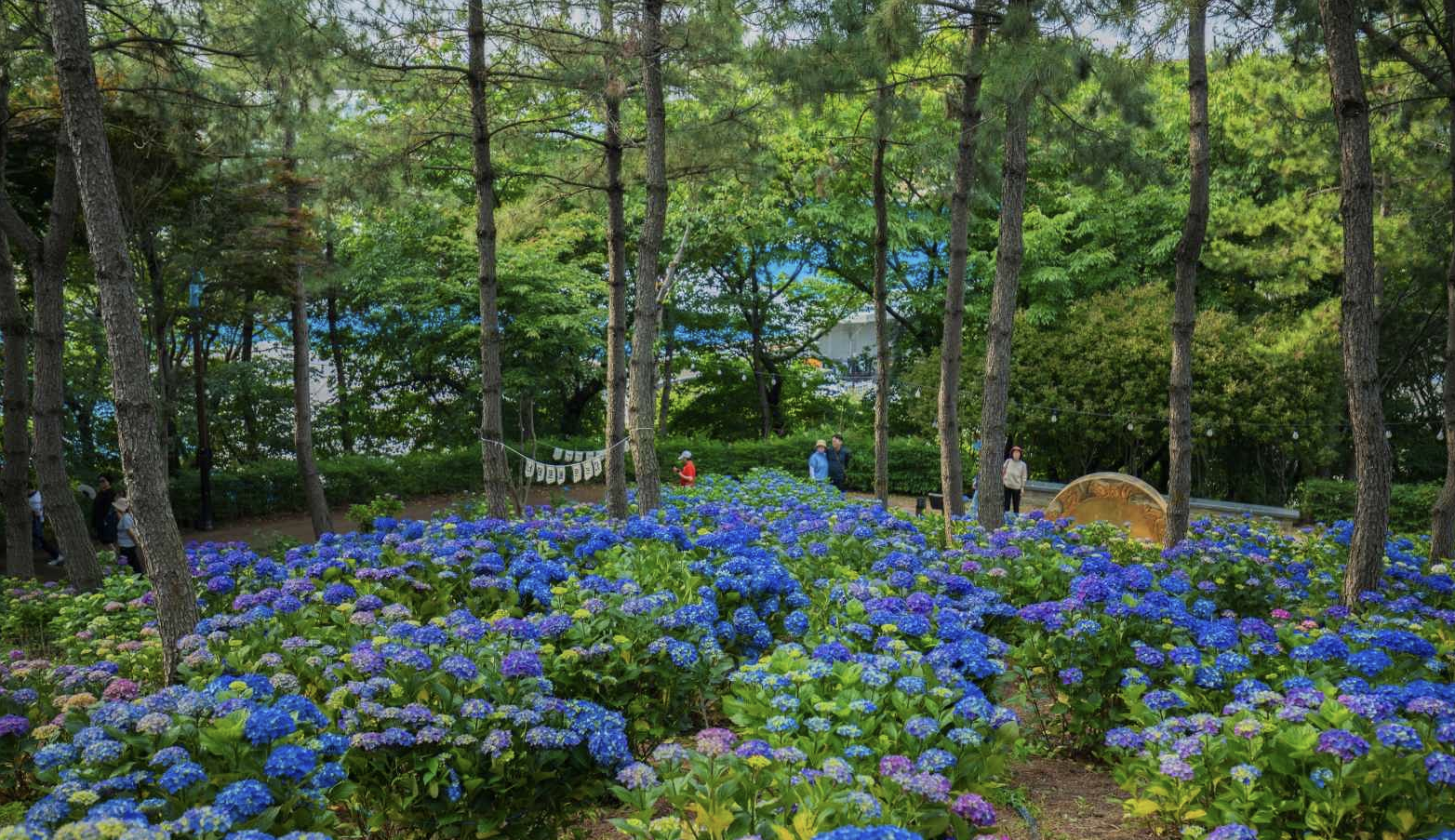 장생포 수국 축제