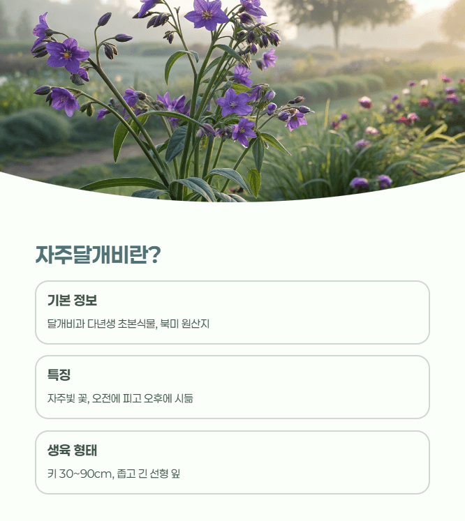 자주달개비