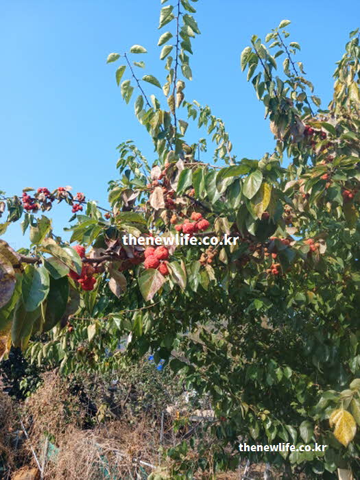 꾸지뽕 효능 고혈압 항산화 성분