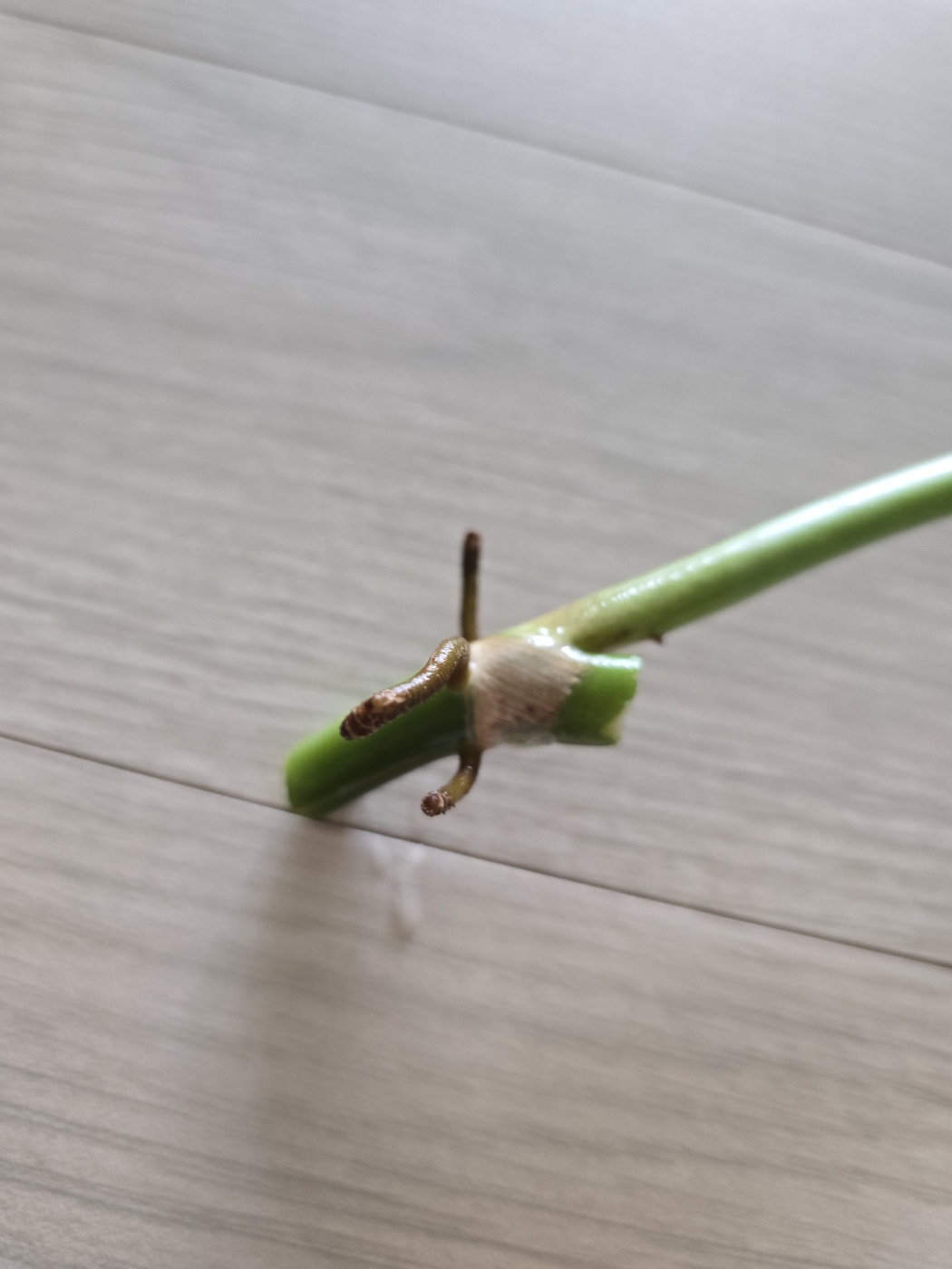 공중뿌리와 가지치기해야하는 부분