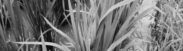 노린재 퇴치법: 6월 이후 ~ 8월