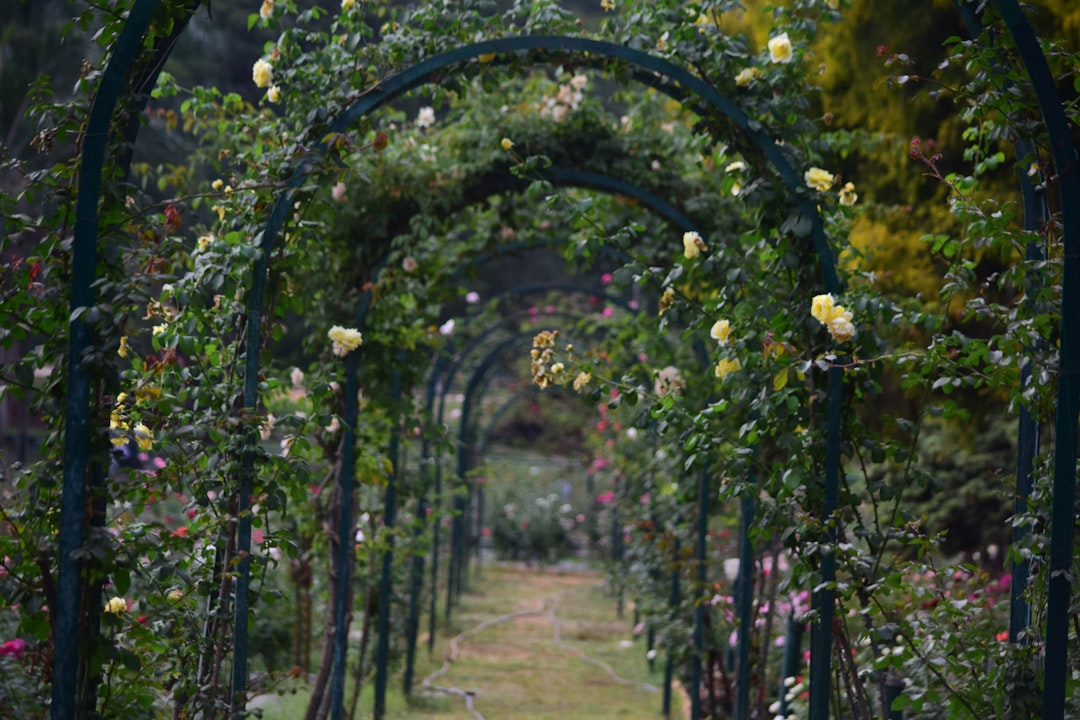 Secret Garden.
