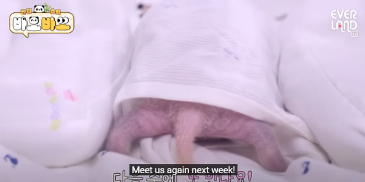 푸바오 생일잔치 판다 번식기