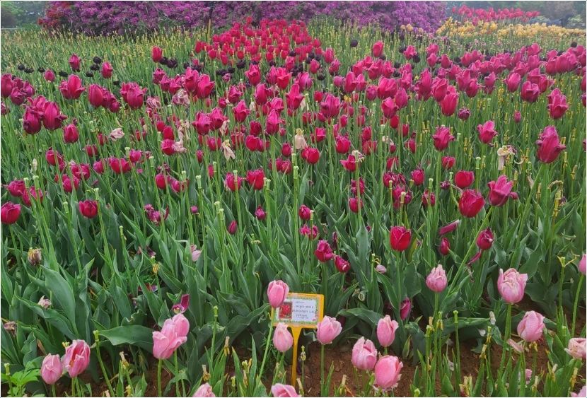 2025-태안-세계-튤립-꽃박람회