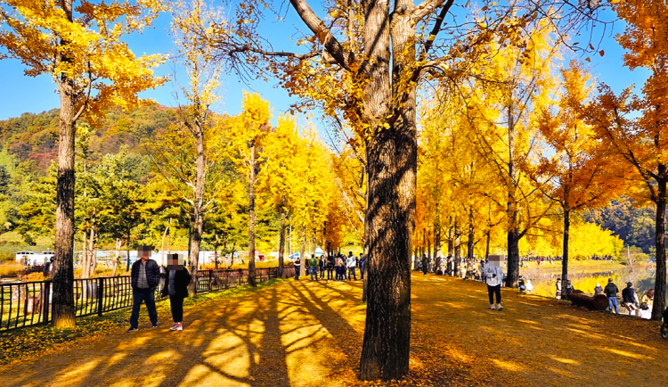 괴산 문광저수지 은행나무길