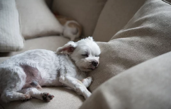 말티즈 사진 /출처:어도비스톡