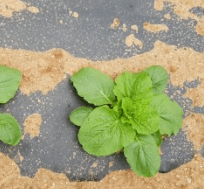 김장 배추 모종 심는 시기