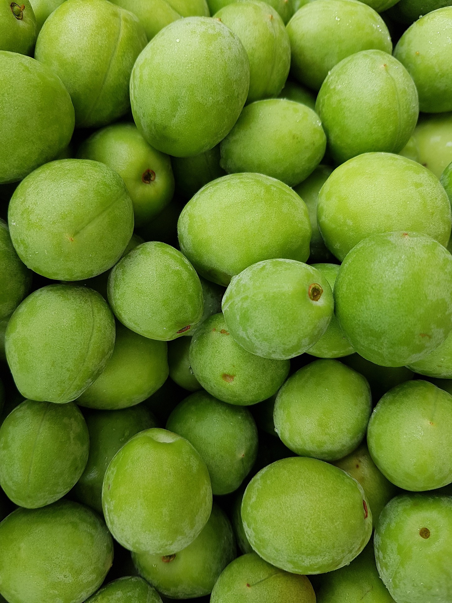 간에 좋은 약초