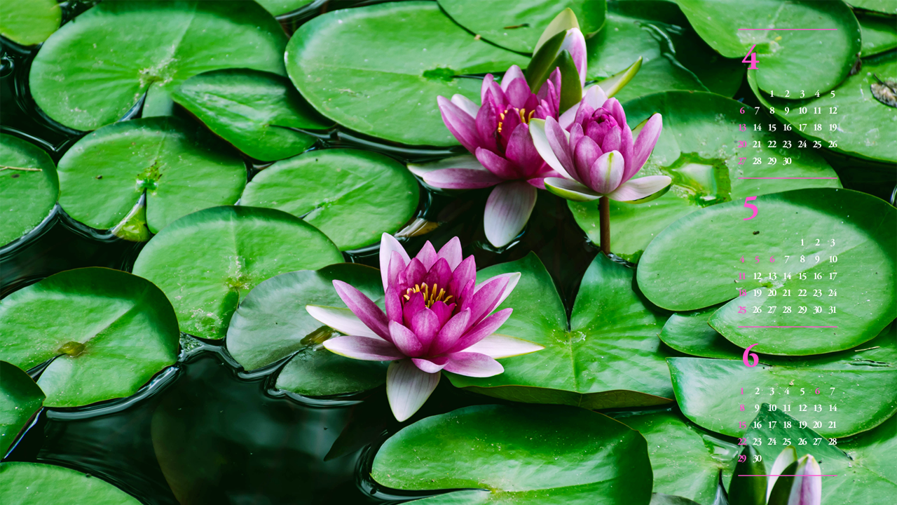 07 핑크색 수련꽃 B - 2025년5월 노트북배경화면