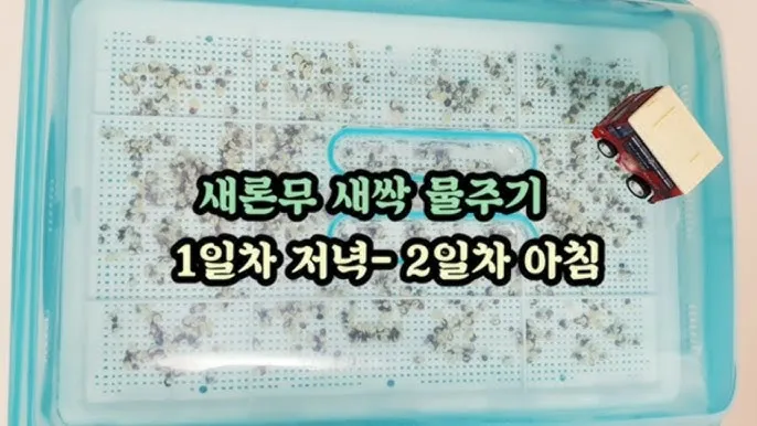 새싹무 재배 씨앗 소독 얇게 파종 통풍 관리_4