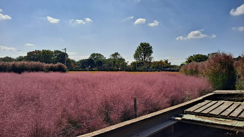 평택_바람새마을_핑크뮬리_명소