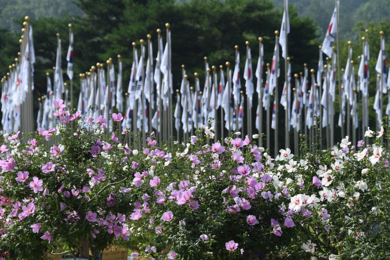 나라꽃 무궁화 대축제