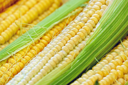 6월 텃밭 작물 추천 옥수수