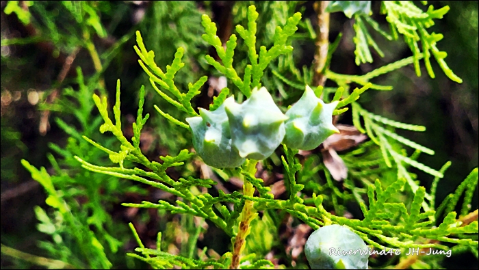 측백나무 열매(柏子仁)