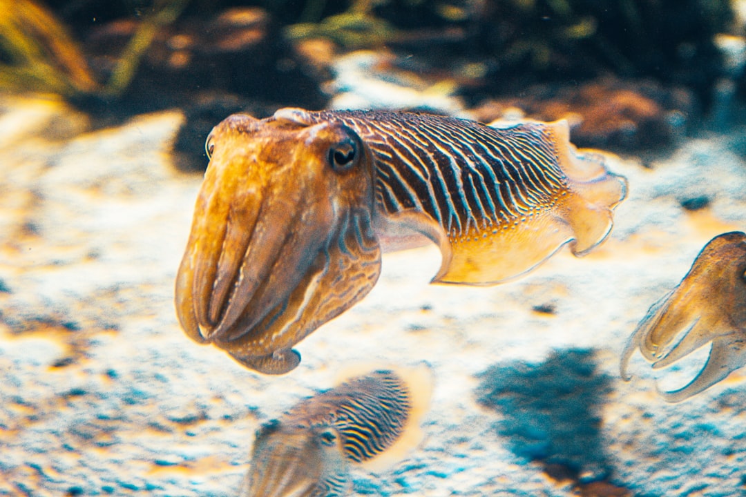 Squid.