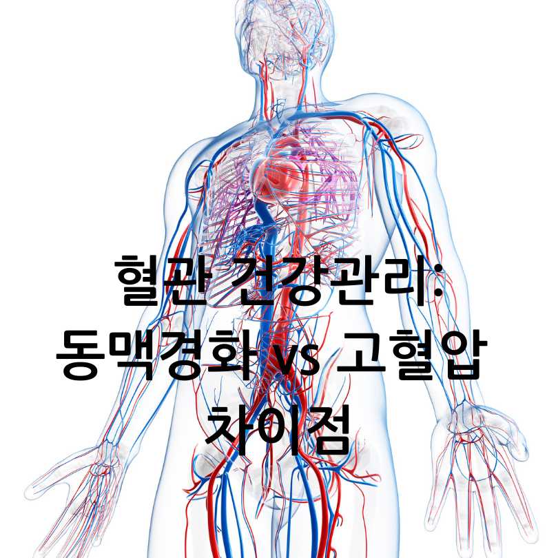 혈관건강관리