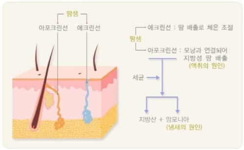 땀냄새가나는원인