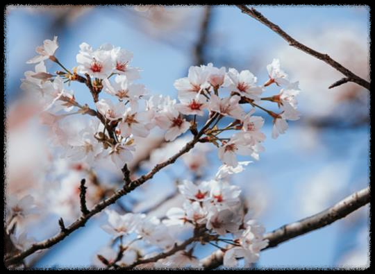 2025년 벚꽃 개화 시기