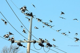 까치떼가-전신주에-수십마리가-앉아있는-모습