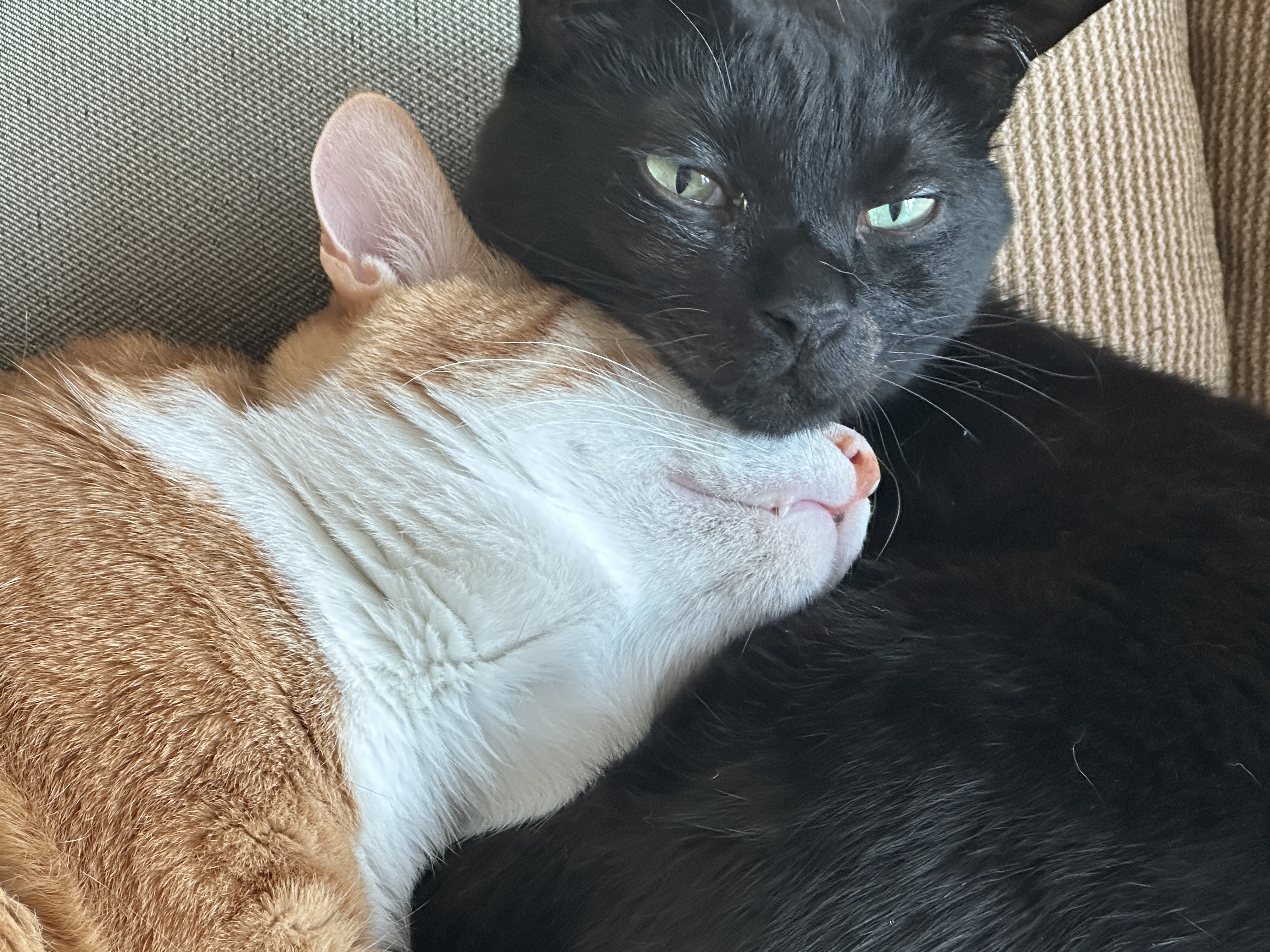 보면 마음이 따뜻해지는 다정한 냥냥이들 (feat.형아도 가끔은 동생한테 안길수 있지)