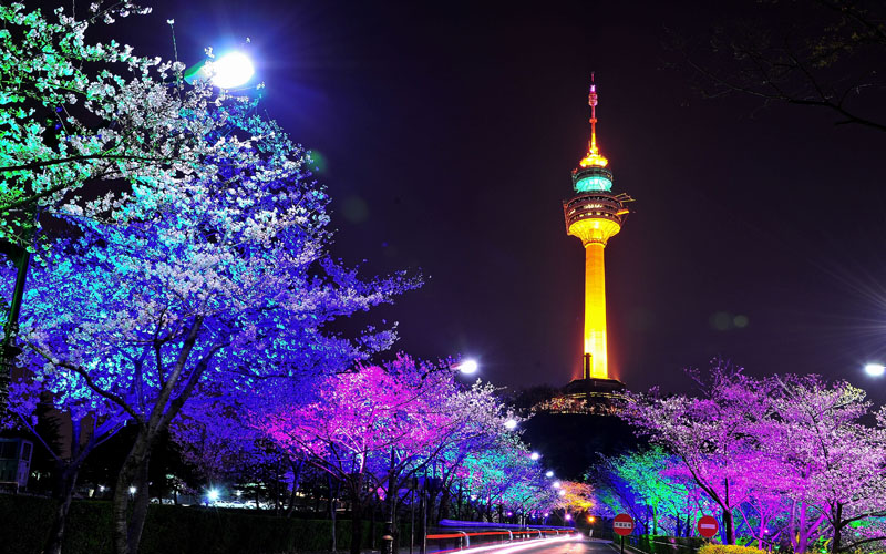 벚꽃 개화시기와 벚꽃명소 이월드