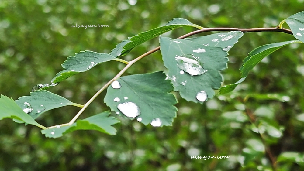 풀잎의 아침 이슬