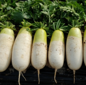 무우 항암 효과