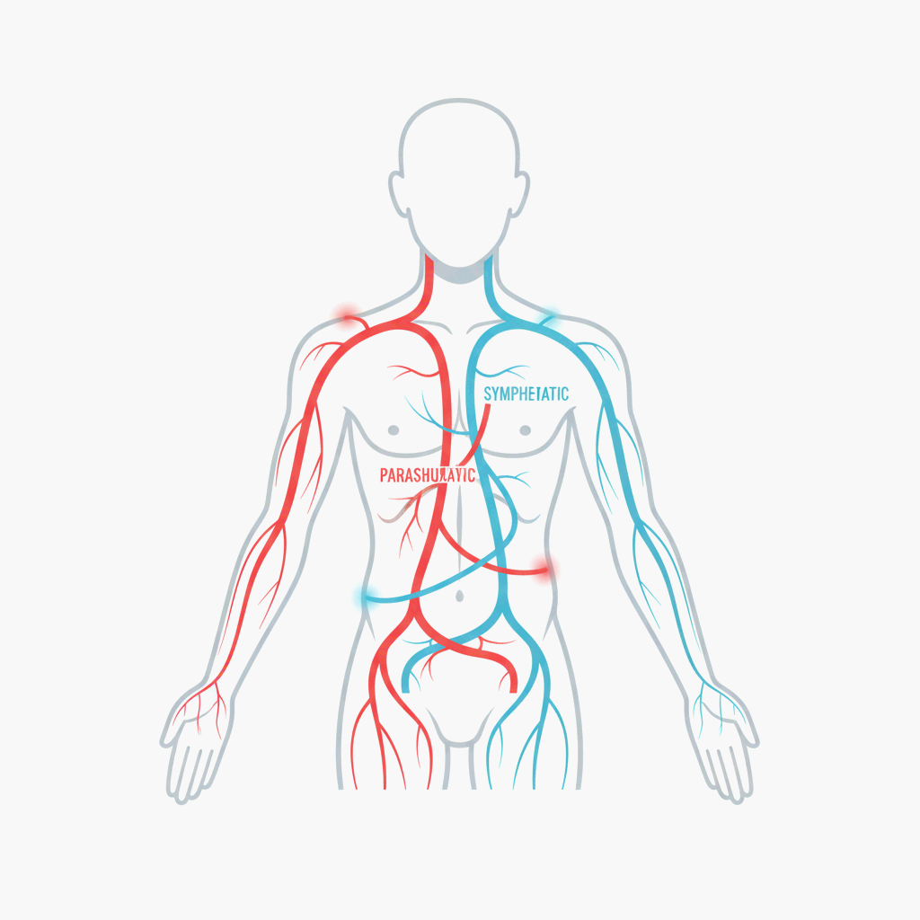 자율신경계가 스스로 몸을 조절하는 방법, 인체 구조와 작동 원리를 상징적으로 표현한 미니멀 과학 일러스트레이션