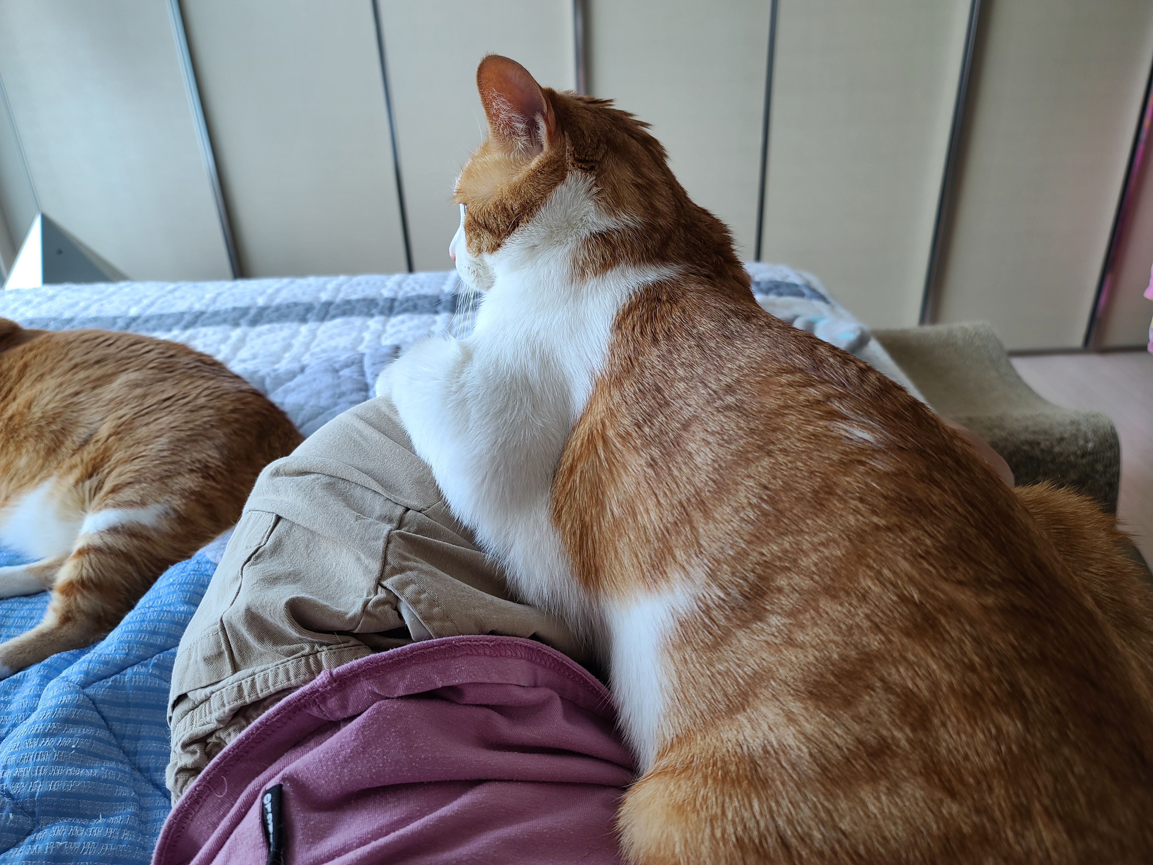 막둥이 고양이 삐용이의 냥청미.